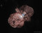 Eta Carinae may be about to explode.  