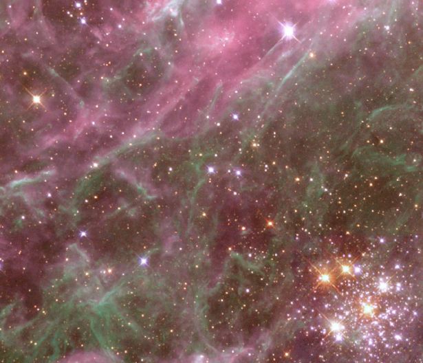 Denizen of the Tarantula Nebula