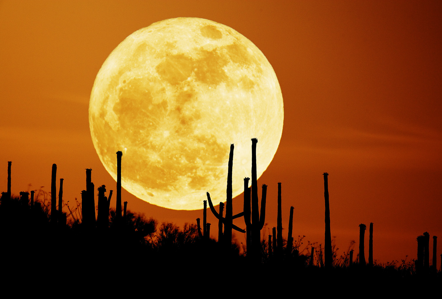 Astronomy: 1.5:NASA APOD - Saguaro Moon