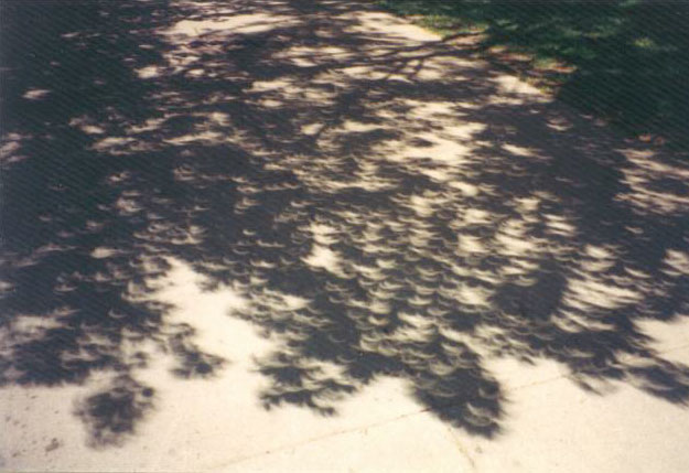 El árbol del eclipse