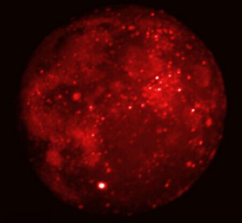 Luna eclipsada en infrarrojos