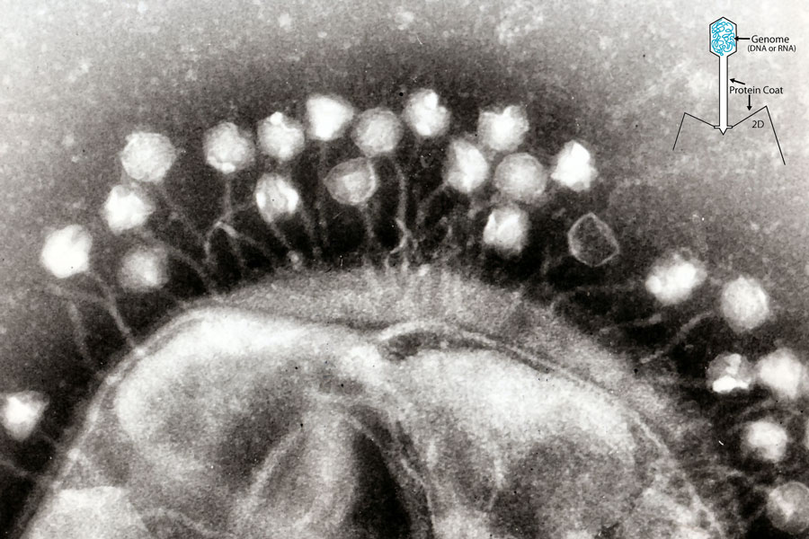 Bacteriofagos: la forma de vida más común de la Tierra